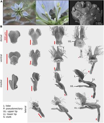 Micro- and Macroscale Patterns of Petal Morphogenesis in Nigella damascena (Ranunculaceae) Revealed by Geometric Morphometrics and Cellular Analyses